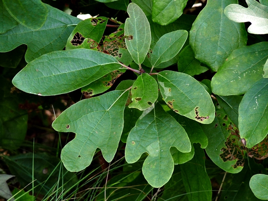 {Sassafras albidum}